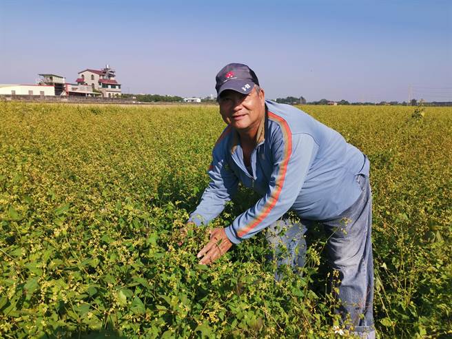 台南市官田区农友林永新今年尝试种荞麦，把心得推广给其他农友。（刘秀芬摄）