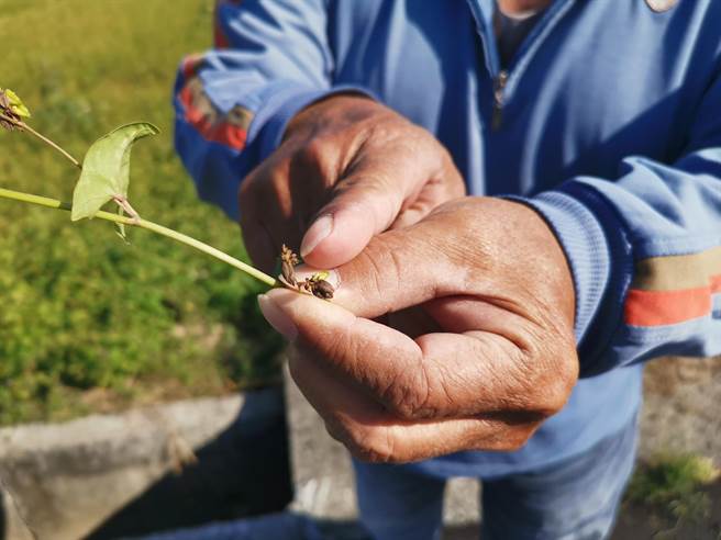 林永新试种的荞麦月底即可採收。（刘秀芬摄）