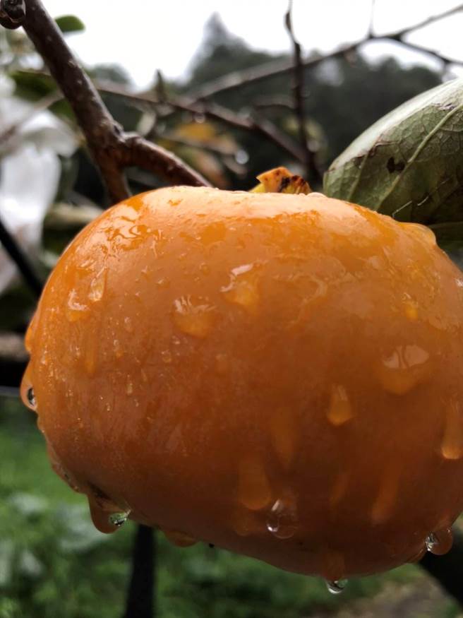 新鲜饱满的「甜滋滋茶柿」，至今已是50年以上珍贵老树等级的老欉甜柿。