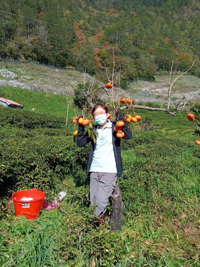50多年前｢可桑｣辞去村干事，弃公从农卖掉土地，远从竹山翻山越岭来到梨山。
