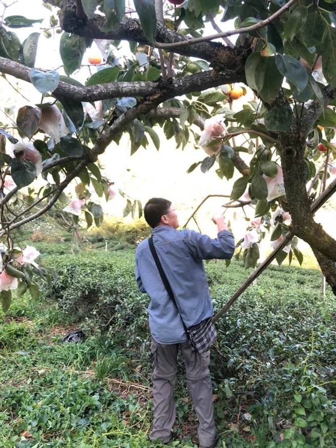 山区的柿子树多了茶树的陪伴，「甜滋滋茶柿」山成了当地重要的地标。