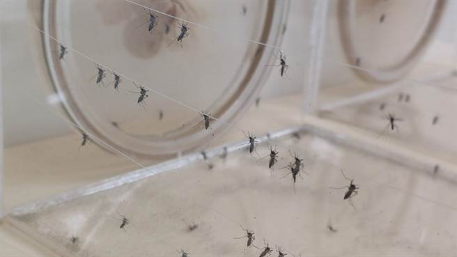 隨著氣候變遷，全球溫度上升，據預估，2050年時傳播登革熱重要病媒蚊「埃及斑蚊」恐將散布至北部。（林良齊攝）