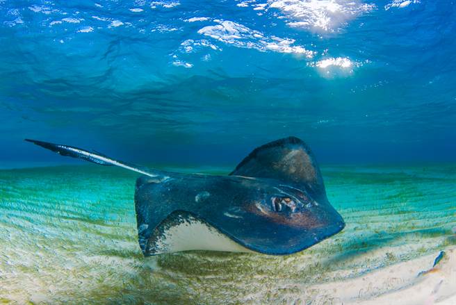 魟鱼误闯鲨鱼的地盘，下秒被公牛鲨盯上，牠马上使出障眼法脱身。(示意图/达志影像)
