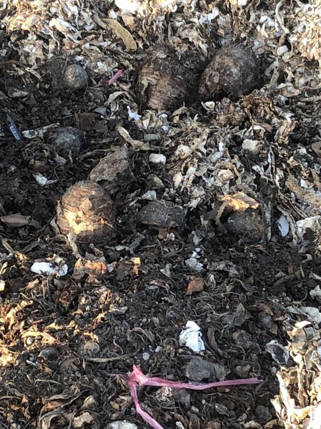 大甲地區頻傳零星芋頭遭竊，警方循線逮捕芋頭賊。（大甲警分局提供／陳淑娥台中傳真）