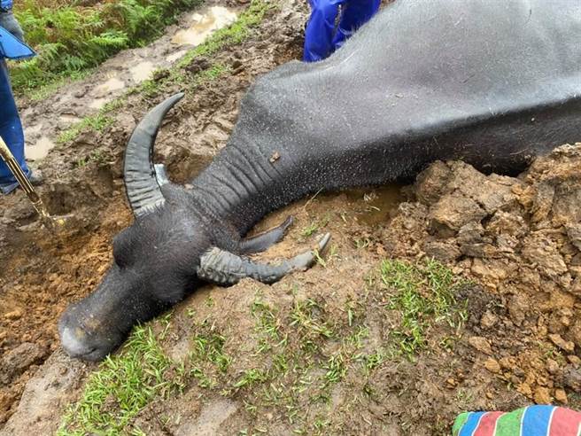 阳明山擎天岗水牛频传暴毙事件，也让民眾非常痛心。（资料照，王姓民眾提供）