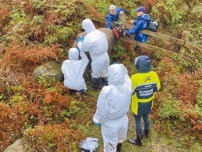 擎天岗去年发生50头水牛集体暴毙事件。图为兽医师评估水牛健康状况。（动保处提供）