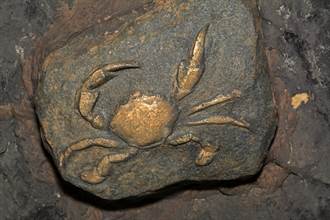 車站柱子驚見螃蟹化石 地質學家證實：有5000萬年歷史