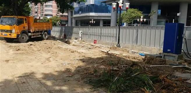 广州市滨江西路附近有大量榕树遭移除。（中国网）
