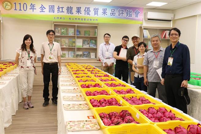 由鳳山熱帶園藝試驗分所舉辦全國紅龍果評鑑競賽。（李肇昌提供／謝明俊苗栗傳真）