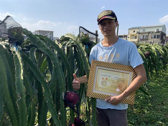 正職是竹科工程師的李肇昌種出冠軍紅龍果。（讀者提供／謝明俊苗栗傳真）