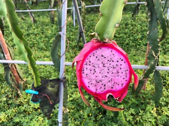 李肇昌種出的紅龍果果實非常碩大紮實。（讀者提供／謝明俊苗栗傳真）