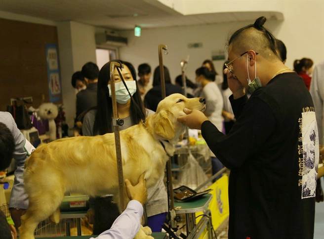 2021年台灣畜犬協會本部展暨KCT寵物美容師資格檢定暨AAO亞太區域聯盟挑戰賽，今有420隻寵物犬同台比美。（嘉義市政府提供∕呂妍庭嘉義傳真）