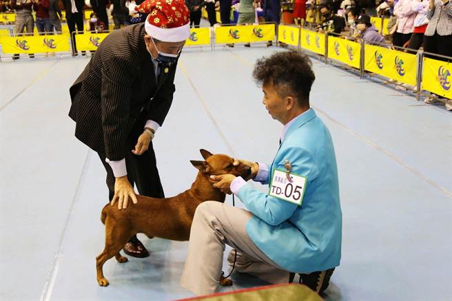 2021年台灣畜犬協會本部展暨KCT寵物美容師資格檢定暨AAO亞太區域聯盟挑戰賽，今有420隻寵物犬同台比美。（嘉義市政府提供∕呂妍庭嘉義傳真）