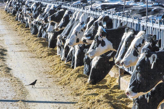 加州酪農生存困難圖╱美聯社