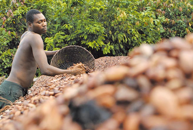可可豆危及保护林图╱美联社