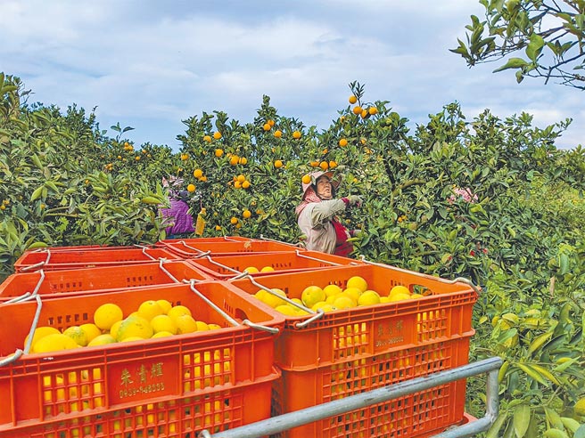 云林县茂谷柑产区集中斗六及古坑，不仅甜度佳，还带有独特香气。（云林县政府提供）