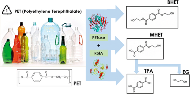 有愈来愈多分解塑胶的细菌被发现，这些细菌化合出独特的塑胶分解酶。(图/瑞典查尔姆斯理工大学)