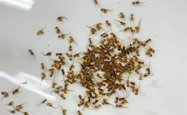 國立台灣海洋大學水產育種團隊培育出具抗寒基因、可耐7度低溫能力台灣鯛，登上國際期刊。（國立台灣海洋大學提供／陳彩玲基隆傳真）