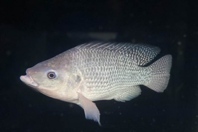 國立台灣海洋大學水產育種團隊培育出具抗寒基因、可耐7度低溫能力台灣鯛，登上國際期刊。（國立台灣海洋大學提供／陳彩玲基隆傳真）