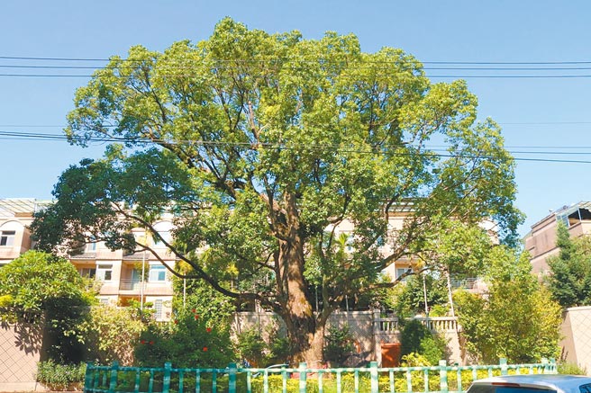 桃園市農業局提供地價稅補助鼓勵地主主動提報老樹並維護。（農業局提供／呂筱蟬桃園傳真）