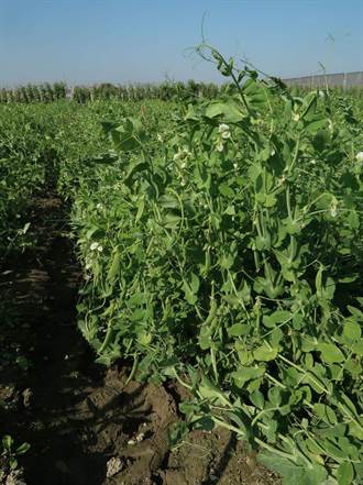 耐白粉病且豐產之甜豌豆新品種-台中17號 取得品種權準備推出