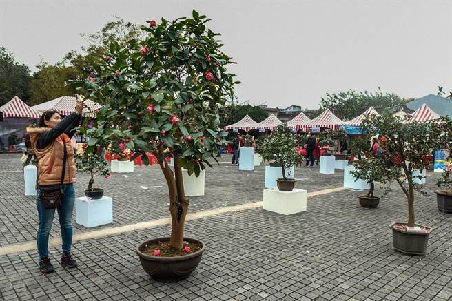 新竹县今年茶花嘉年华活动主打牛仔风，周末耶诞节新瓦屋禾埕广场登场。（罗浚滨摄）