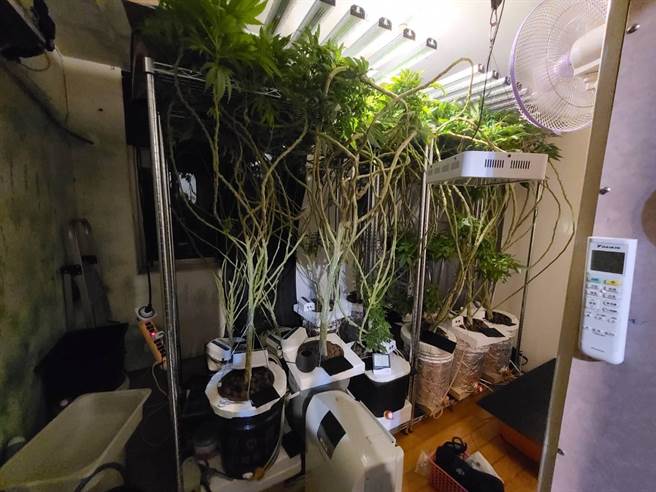 基隆年约50岁陈姓男子涉嫌在住处内栽种二级毒品大麻，将房间改装成栽种场所。（基隆市警局提供／陈彩玲基隆传真）