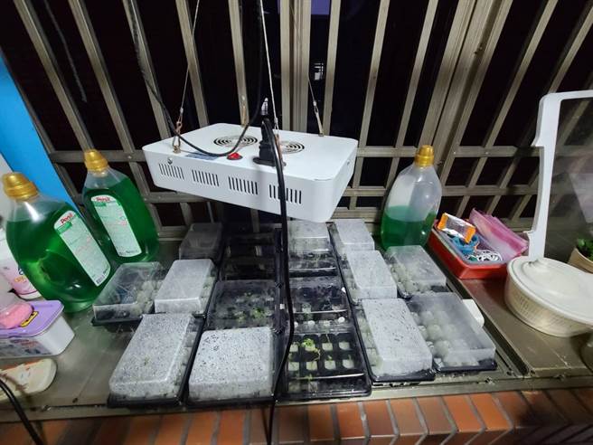 基隆年约50岁陈姓男子涉嫌在住处内栽种二级毒品大麻，将房间改装成栽种场所。（基隆市警局提供／陈彩玲基隆传真）