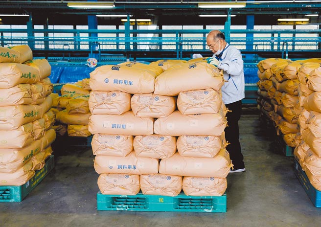 民進黨與日本自民黨24日將舉行「2＋2」會談，日方擬討論核食議題。圖為福島縣磐城市的稻米。（路透）