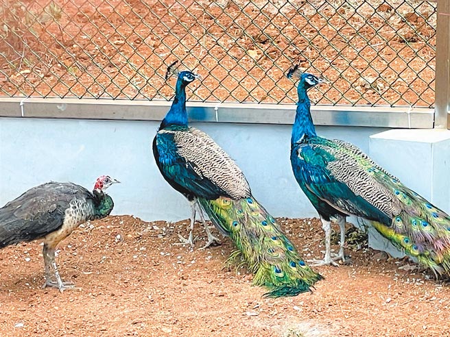 澎湖動物園孔雀飛走梅花鹿脫逃 地方新聞 中國時報