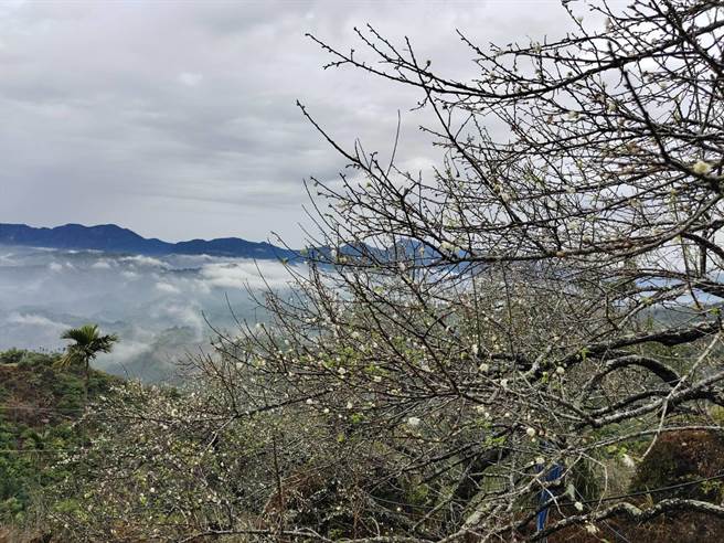 台南市楠西區梅嶺賞梅花季節到了。（陳居峰提供／劉秀芬台南傳真）