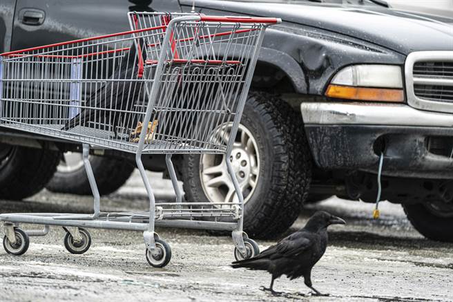 美國阿拉斯加州南部地區今天發生規模6.3地震。(圖/美聯社) 
