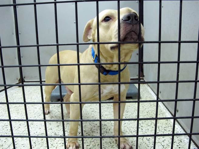 当年美国警方从维克斗狗场救出的其中一只斗犬。（美联社资料照）