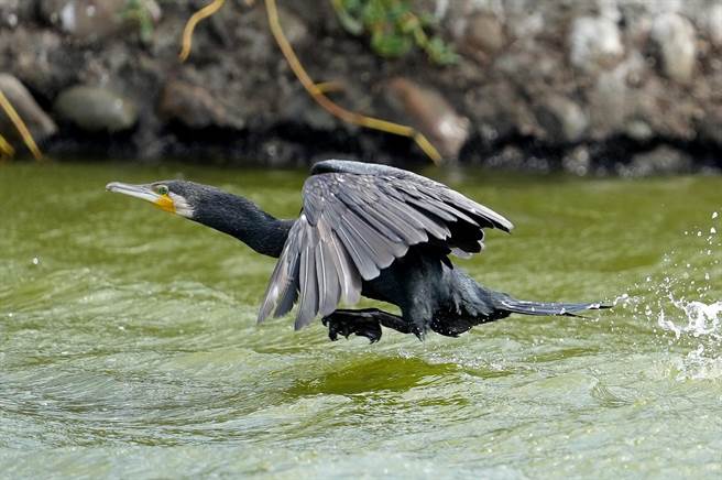冬候鸟鸬鹚到基隆新山水库过冬，基隆是鸟会估计今年数量超过500只。（基隆市野鸟学会常务理事沈锦丰提供／陈彩玲基隆传真）