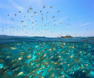 10萬條魚被鳥攻擊 超狂防禦攻勢震驚科學家