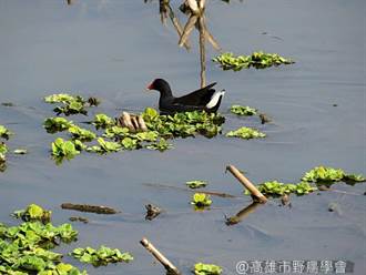 高雄典寶溪滯洪池生物多樣性 水雉來作客