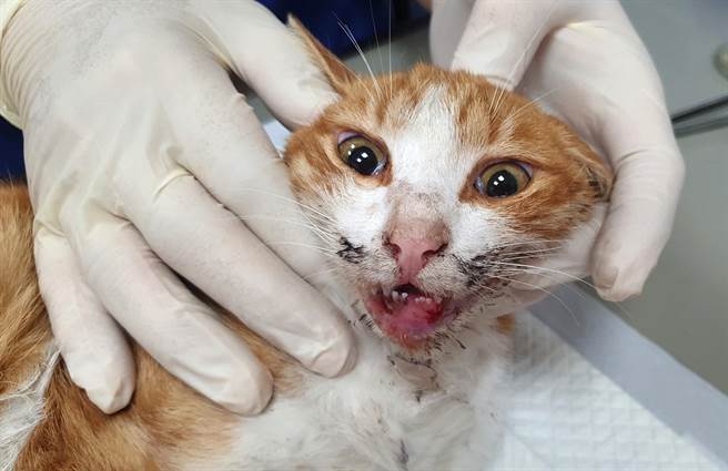 台湾动物紧急救援小组将流浪猫送医救治，猫的下颚骨疑遭人打断。（台湾动物紧急救援小组提供／林瑞益高雄传真）