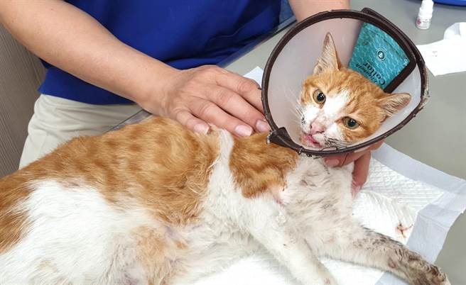 台湾动物紧急救援小组将流浪猫送医救治，兽医师安抚流浪猫的情绪。（台湾动物紧急救援小组提供／林瑞益高雄传真）