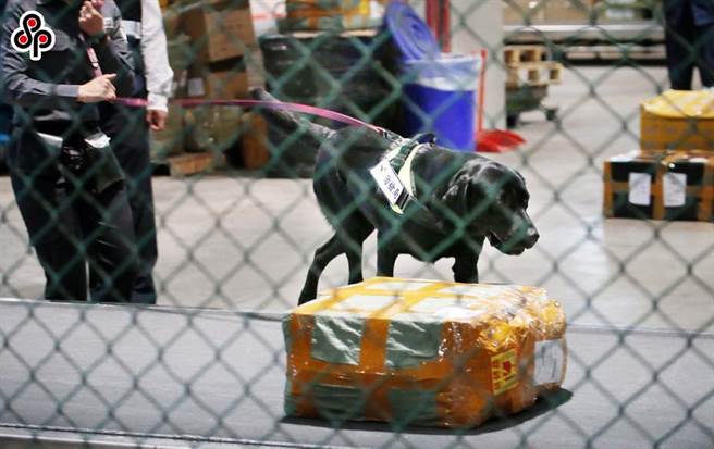 农委会昨日确认首次自泰国寄到台湾的邮包内猪肉香肠制品检出非洲猪瘟病毒核酸阳性，防检局已于今日正式通知泰国主管机关。（报系资料照）