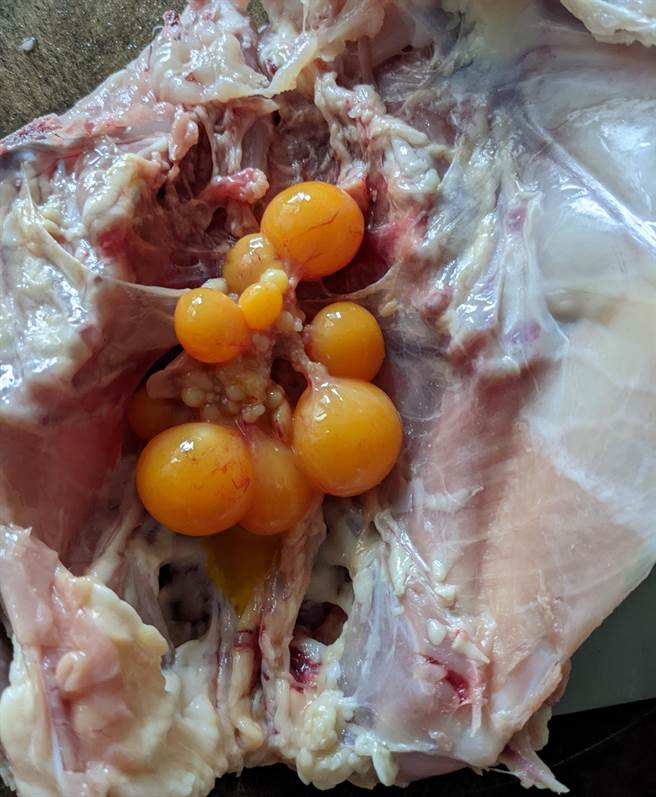 有女网友剖开鸡肉发现里面有一颗颗金黄色的卵，让她相当惊讶，不少老饕看完马上解答，这是未成熟的卵，在串烧料理中又称「提灯」。（图／翻摄脸书社团家常菜）