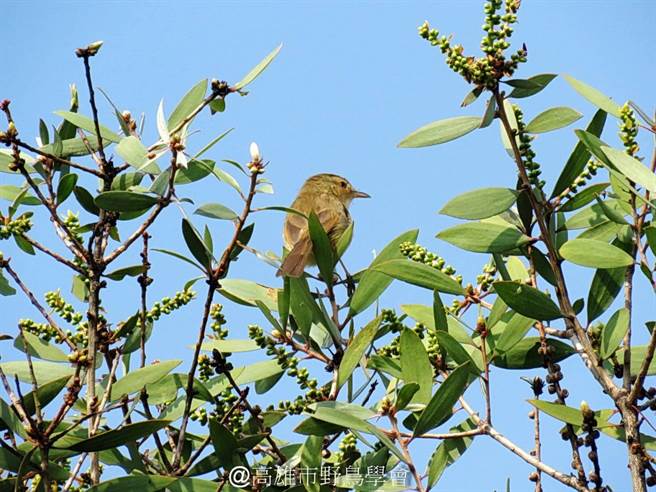 褐头鹪莺到典宝溪滞洪池小歇。（高雄市水利局提供／林瑞益高雄传真）