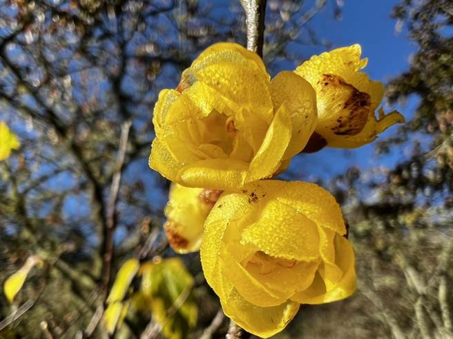 武陵农场除枫叶外，也可看到香气浓烈的腊梅。（武陵农场提供／王文吉台中传真）