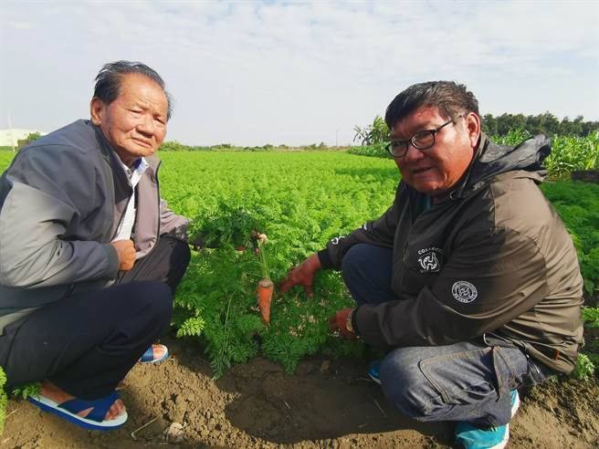 台南将军区农友洪福正（左）表示，今年将军区胡萝卜种植面积约减少1成。（刘秀芬摄）