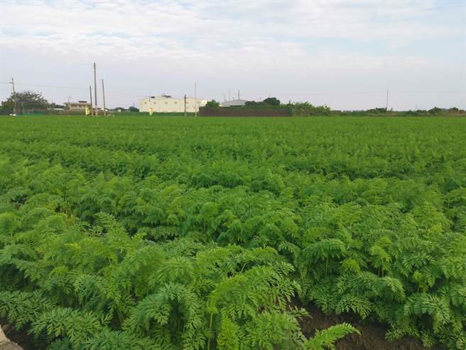 受疫情影响，今年上半年生产胡萝卜尚未完全去化，台南将军区农友为避免生产过剩，种植面积约减少1成。（刘秀芬摄）