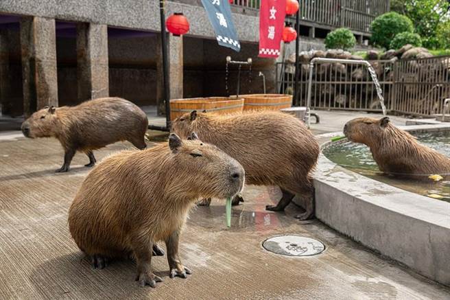 来自南美洲的「水豚君」。（宜兰绿舞国际观光饭店提供）