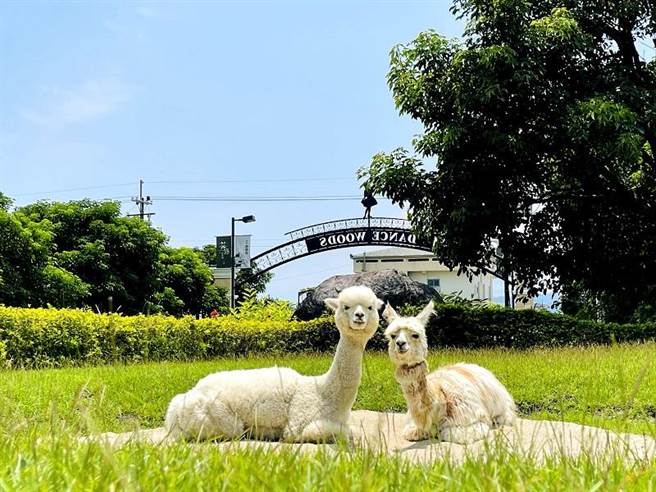 刚满周岁的羊驼「可可」及「露露」是绿舞饭店园区内的人气萌宠。（宜兰绿舞国际观光饭店提供）