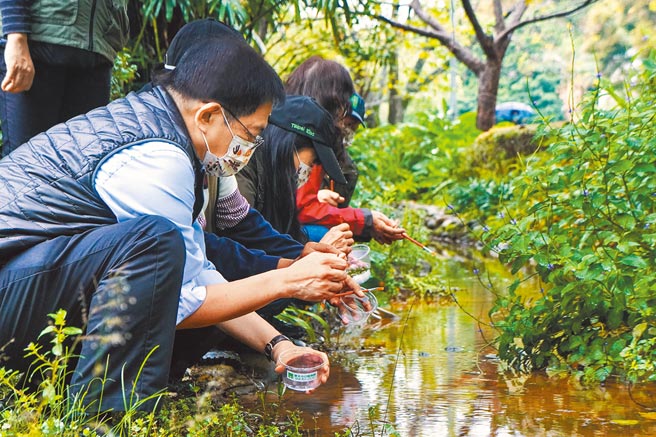 台湾大学积极復育水生萤火虫，并于台大农场作物标本园的水圳中野放北市动物园捐赠的1200只黄缘萤幼虫。（台大提供）