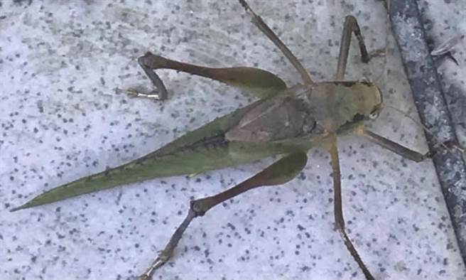 左化鹏》从老螽斯看情歌。(图/爱传媒提供)