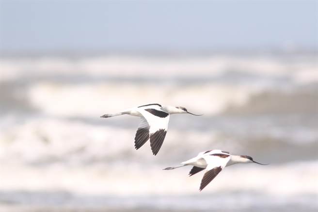 桃园市野鸟协会成员、鸟类生态摄影家曾义所拍摄的反嘴鸻。（桃园市政府环保局提供／陈梦茹桃园传真）  