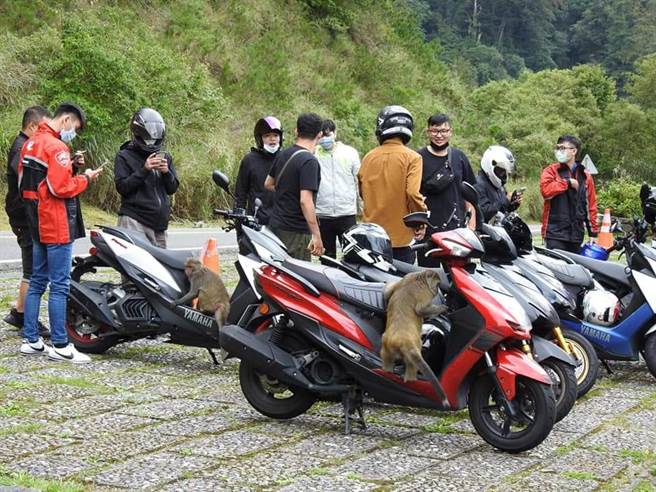 塔塔加獼猴群經過遊客長時間違規餵食，如今已完全不怕人。(圖／玉管處提供、吳建輝翻攝)